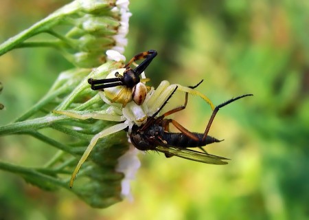Misumena vatia (male,female and breakfast)
